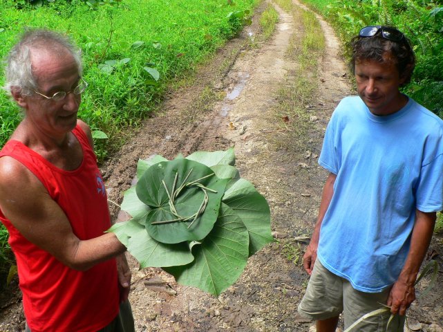 145- Feuilles de Purau utilisees comme plat pour le ma'a tahiti 